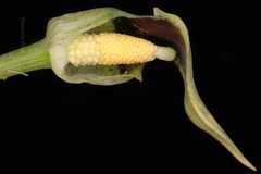 Arisaema flavum